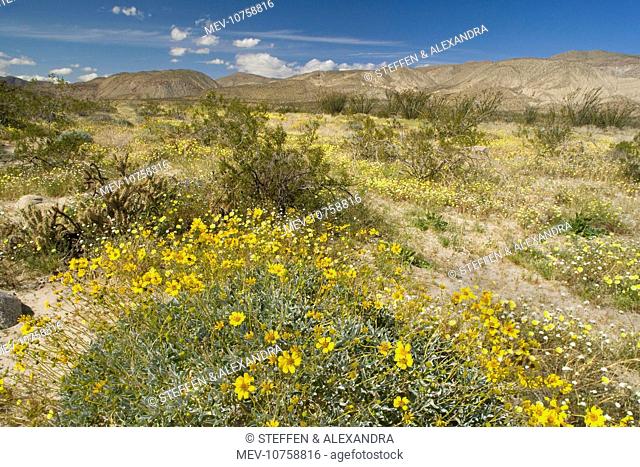 Brittlebush, Desert Dandelion (Malacothrix glabrata), Chicory (Rafinesquia neomexicana), Creosote Bushes (Larrea tridentata) and Chollas (Encelia farinosa)