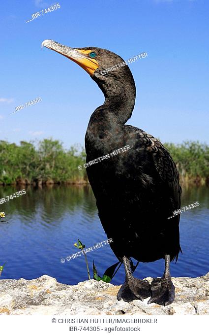 Farallon or Double-crested Cormorant (Phalacrocorax auritus), Everglades National Park, Florida, USA