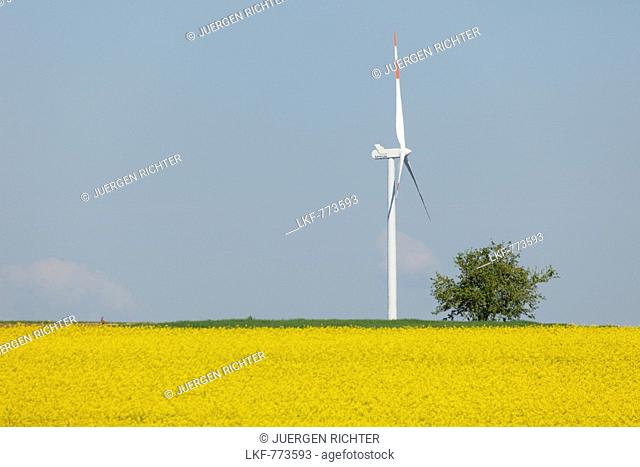 Wind park with wind turbines in a rapeseed field, bio-energy, renewable energy, near Gunzenhausen, Mittelfranken, Lower Franconia, Franconia, Bavaria, Germany