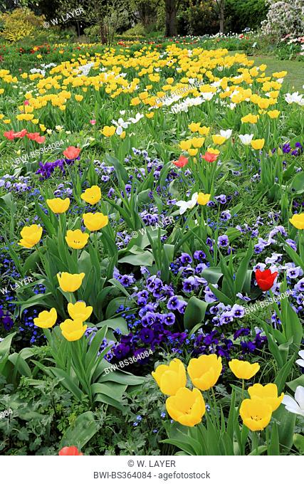 common garden tulip (Tulipa spec.), flower bed in spring with tulips and pansies, Germany