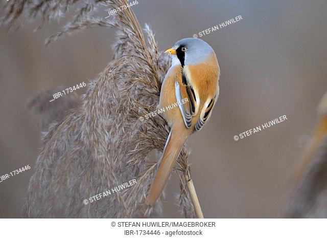Bearded Tit (Panurus biarmicus), male, perched on a reed