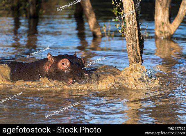 Nilpferd (Hippopotamus amphibius), iSimangaliso Wetland Park, KwaZulu-Natal, Südafrika, | Hippo (Hippopotamus amphibius), , iSimangaliso Wetland Park