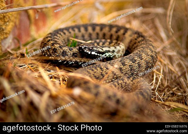 Toxic common viper, vipera berus, lying on the ground in autumn. Poisonous patterned snake observing from dry grass. Wild reptile looking from fall land