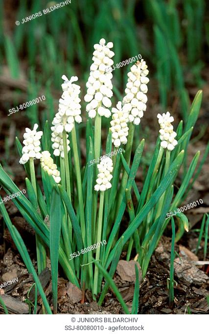 DEU, 2002: WhitGrape Hyacinth (Hyacinthus botryoides album), flowering