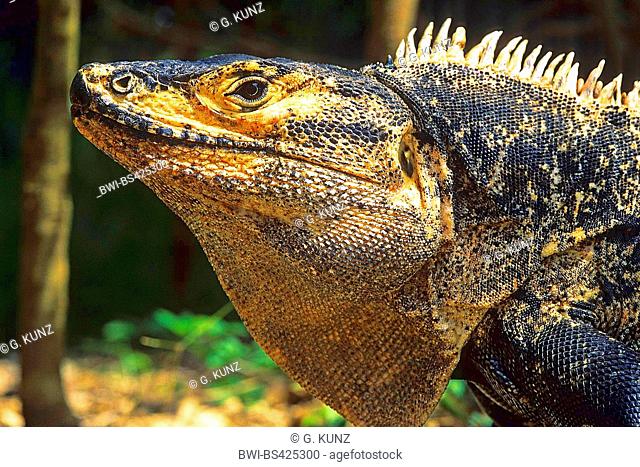 Black Iguana (Ctenosaura similis), Portrait, Costa Rica
