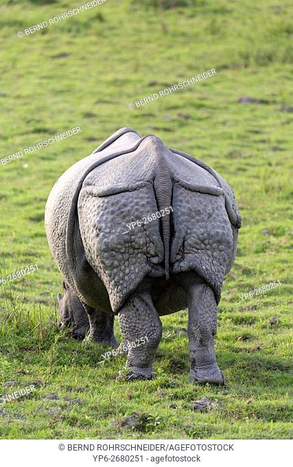 Indian rhinoceros (Rhinoceros unicornis), back view, threatened species, Kaziranga National Park, Assam, India