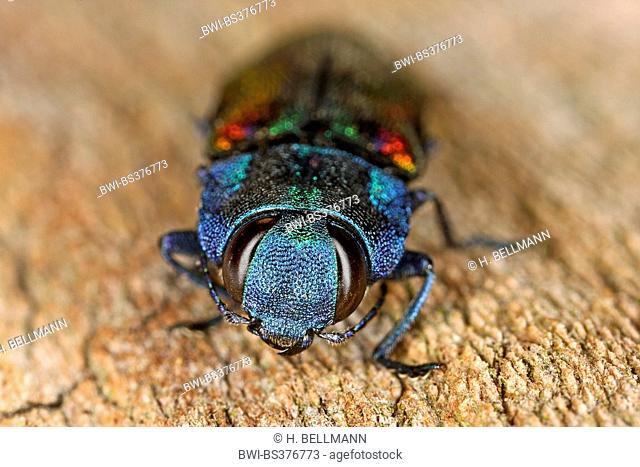 Jewel beetle, Wood-boring beetle (Anthaxia candens), on deadwood, Germany