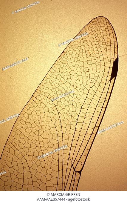 Dragonfly Wing Close-Up