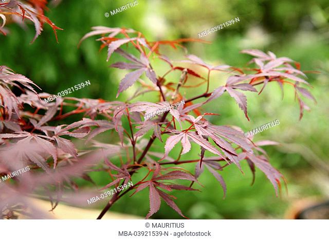 Japanese maple, maple leaves, Acer palmatum
