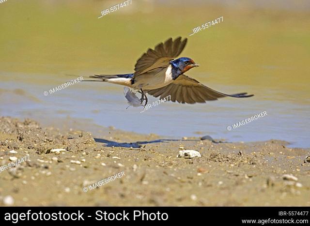 Barn Swallow, barn swallows (Hirundo rustica), songbirds, animals, birds, swallows, Barn Swallow adult, in flight, collecting mud nesting material, Spain