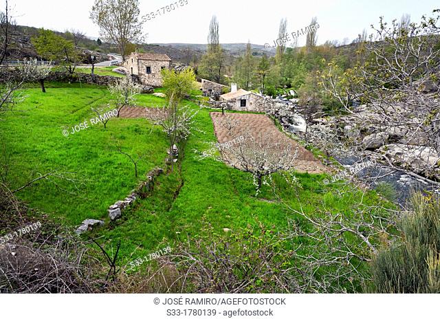 Vegetable garden near the Alberche river in Navarrevisca  Ávila  Castilla León  Spain