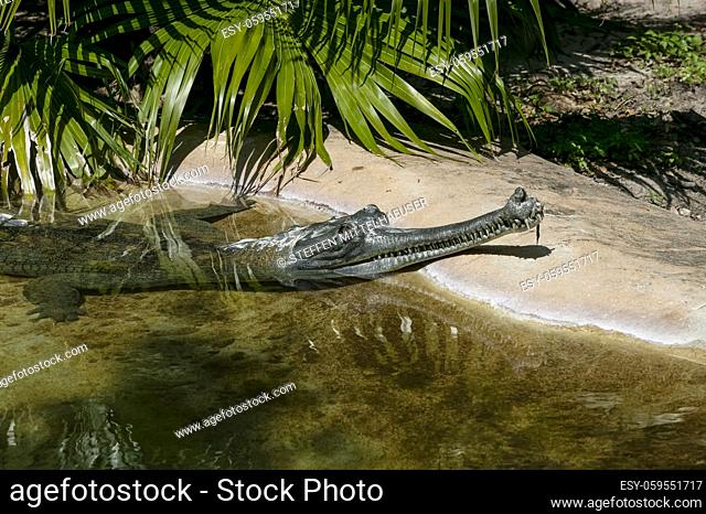 Mature male Indian Gharial crocodile with head out of the water showing ghara, long snoutand interlocking teeth, St. Augustine Alligator Farm, Florida, USA