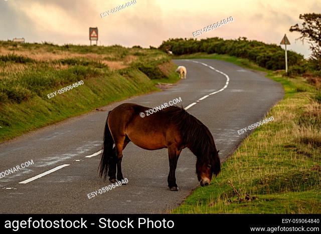 A wild Exmoor Pony and a sheep, seen on Porlock Hill in Somerset, England, UK
