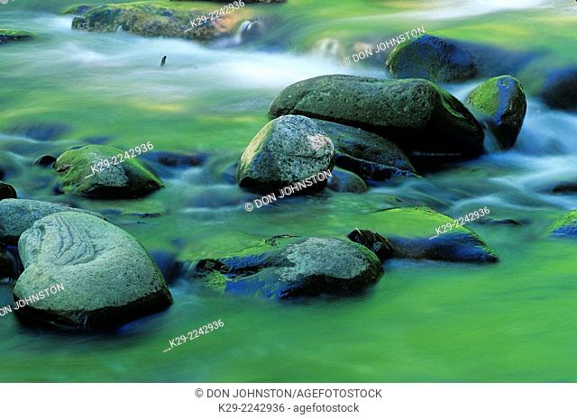 Rapids and boulders in Middle Prong of Little River with forest reflections, Great Smoky Mountains National Park, Tennessee, USA