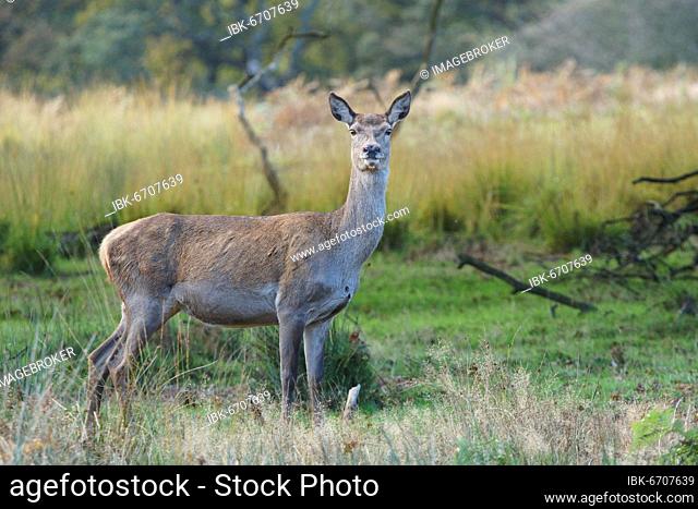 Doe of Red Deer (Cervus elaphus) in rut time, Deer, Richmond Park, London