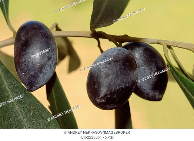 Olives (Olea europaea) on tree, Greece, Europe