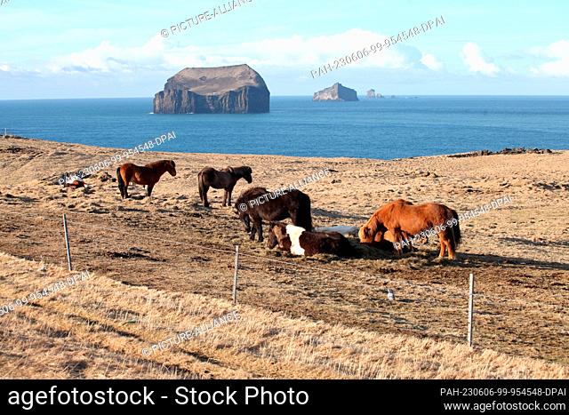 FILED - 14 April 2023, Iceland, Vestmannaeyjar: Several Icelandic horses stand in a meadow on Heimaey, the main island of Iceland's Westman Islands