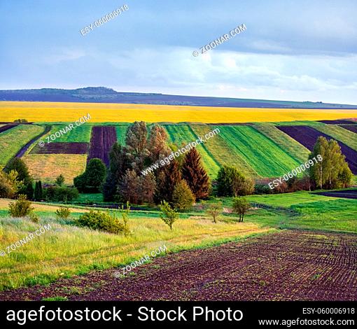 Spring yellow flowering rapeseed and small farmlands fields, cloudy evening sky and green hills. Natural seasonal, eco, farming