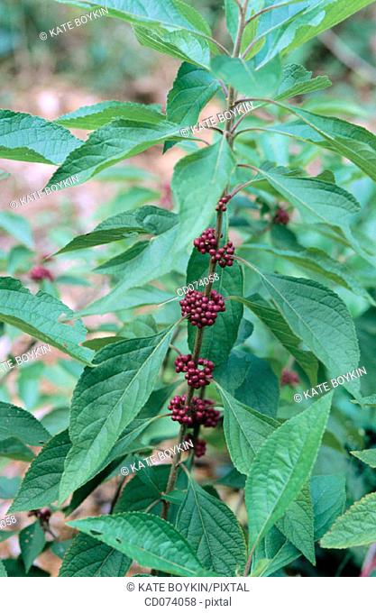 Beautyberry (Callicarpa japonica)