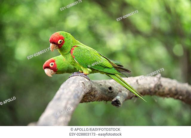 Red-masked parakeets (Psittacara erythrogenys), True parrots family (Psittacidae), Jorupe Biological Reserve, tropical dry forest, Western Andean foothills