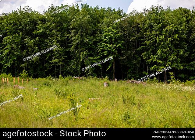 PRODUCTION - 06 June 2023, Baden-Württemberg, Schelklingen: A large green area can be seen between trees in a patch of forest