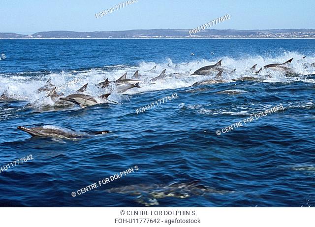 Long Beaked Common Dolphins Delphinus capensis travelling in super pod. Plettenberg Bay, South Africa