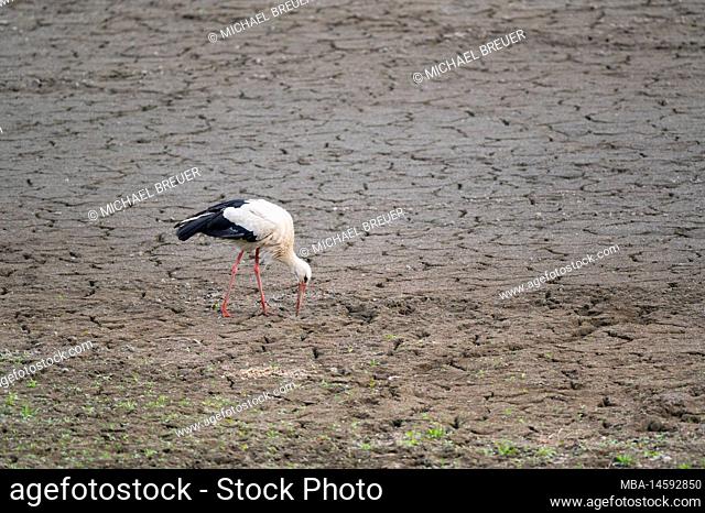 White stork (Ciconia ciconia) looking for food in a dry pond, summer, Hesse, Germany, Europe