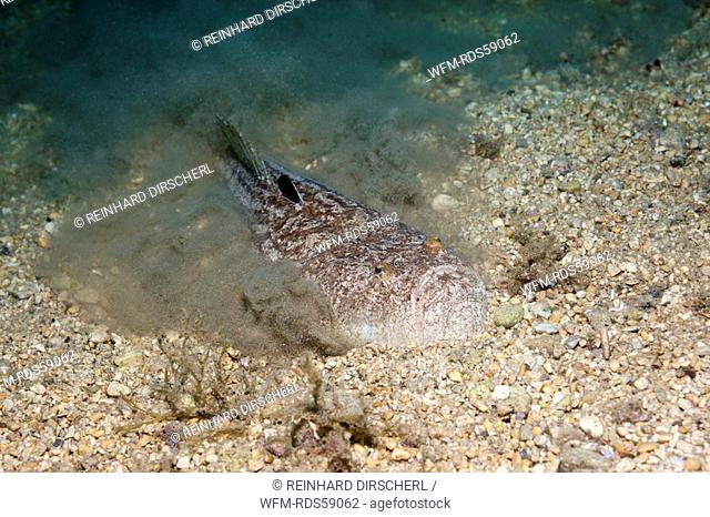 Star Gazer hiding in Sand, Uranoscopus scaber, Istria, Adriatic Sea, Croatia