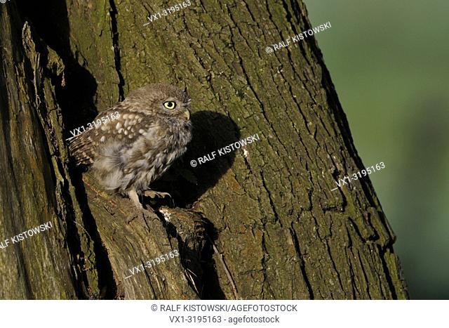 Little Owl (Athene noctua) offspring, squeaking in front of its hollow in an old willow tree, seems to be exited