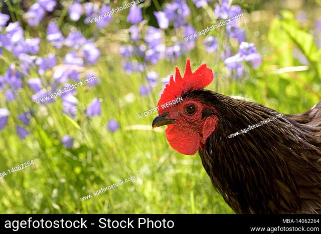 rooster in a meadow with flowers