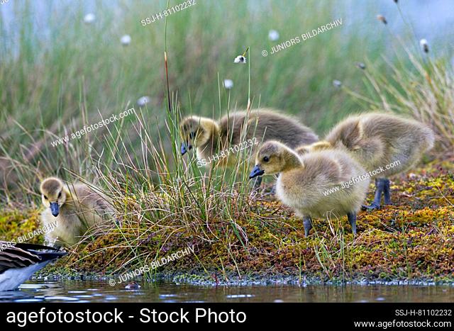 Canada Goose (Branta canadensis). Chicks following parent. Sweden