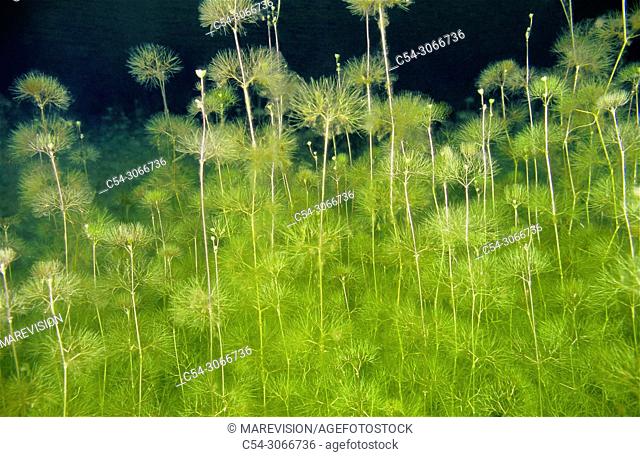Freshwater plants. Water buttercup (Ranunculus sp. ). Lagoon. Laguna de Rubillon. Sierra do Suido. Galicia. Spain. Europe