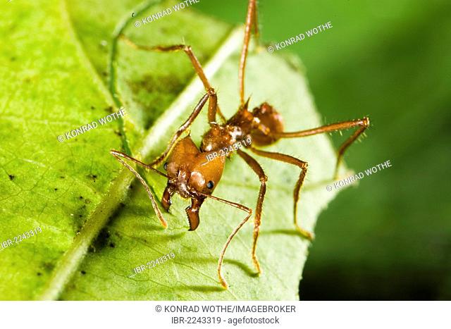 Leafcutter Ant (Atta cephalotes), cutting leaf, rainforest, Baulio Carrillo National Park, Costa Rica, Central America