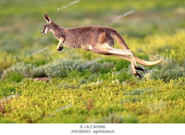 Red Kangaroo, Macropus rufus, Tibooburra, New South Wales, Australia, Sturt Nationalpark, adult jumping