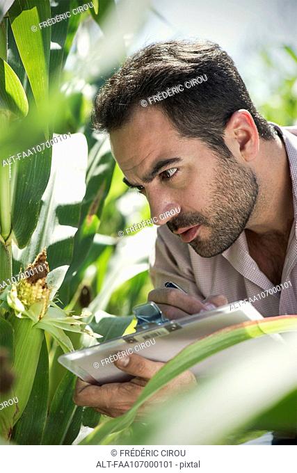 Inspector inspecting maize crop in field