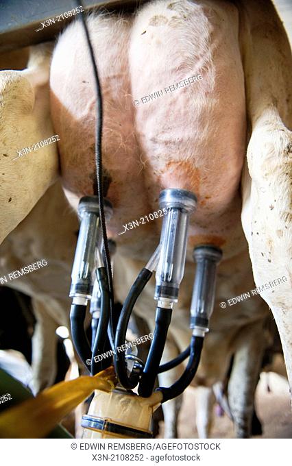 Close up of milking equipment attached to dairy cow in Ridgely, Maryland
