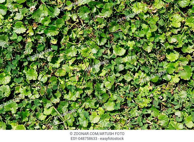 green summer grass and other plant texture for background use