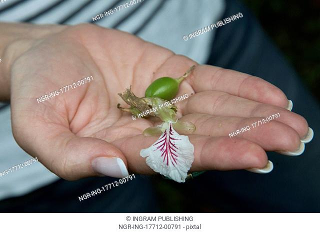 Person&rsquo;s hand holding a green coffee bean, Finca El Cisne, Honduras