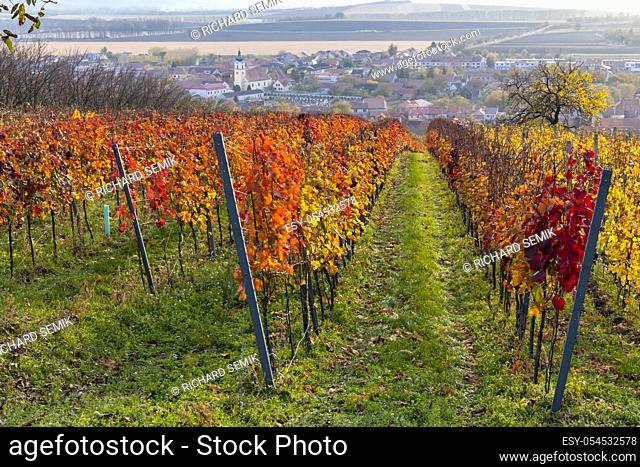 Autumn vineyards in Blatnice pod Svatym Antoninkem, Southern Moravia, Czech Republic