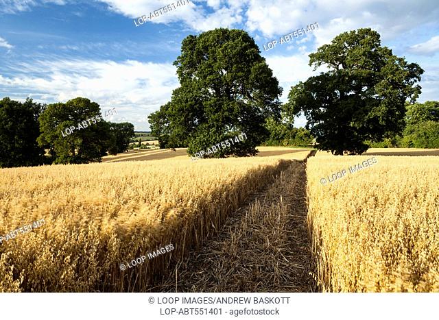A wide footpath cuts through a crop of ripened oats in Northamptonshire