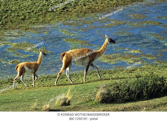 Guanaco (Lama guanicoe) with young, Torres del Paine National Park, Patagonia, Chile, South America