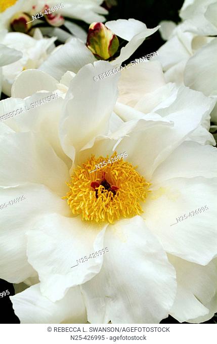 Close up of white peony with yellowe center and small buds