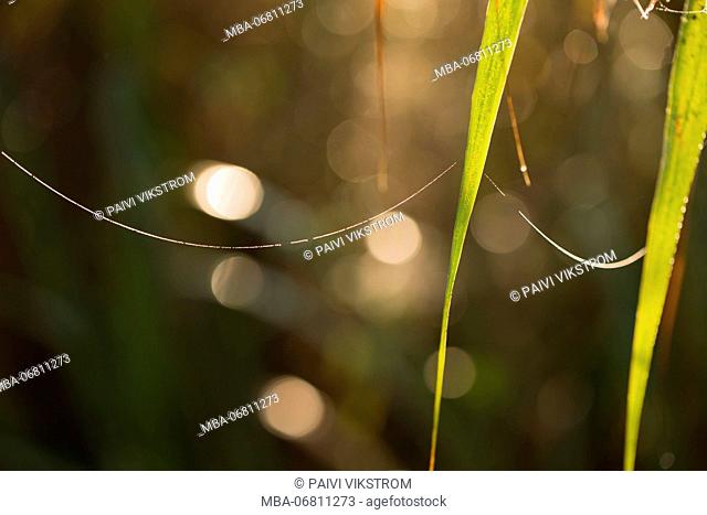 Shiny spider web on reed with bokeh background