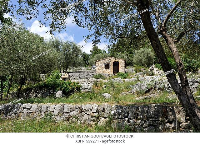 olive grove, Saint-Cezaire-sur-Siagne, Alpes-Maritimes department, Provence-Alpes-Cote d'Azur region, southeast of France, Europe