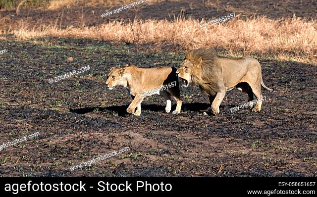 Löwenpaar in der Serengeti in Tansania