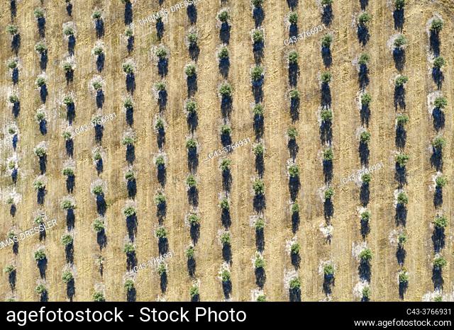 Cultivated olive trees (Olea europaea). Aerial view. Drone shot. Córdoba province, Andalusia, Spain