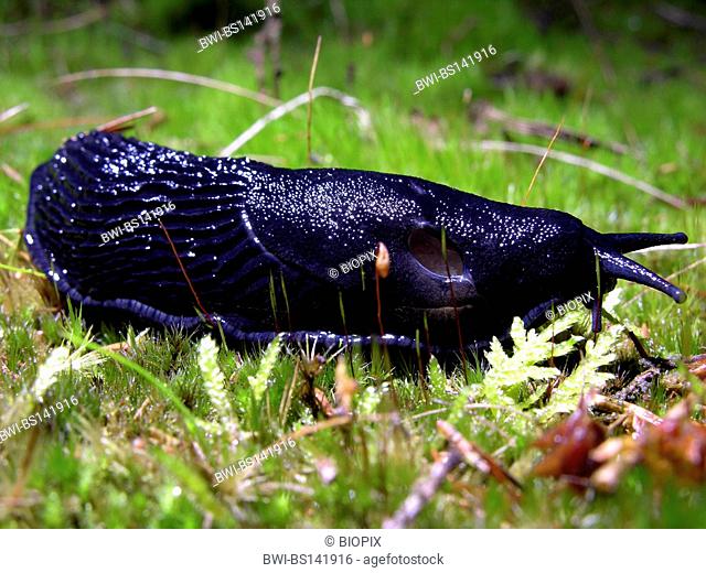 large black slug, greater black slug, black arion, black snail (Arion ater), on moss