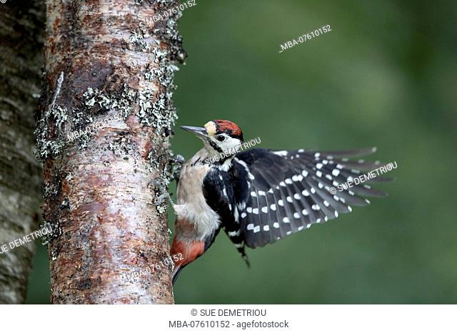 Woodpecker on trunk, flap its wings