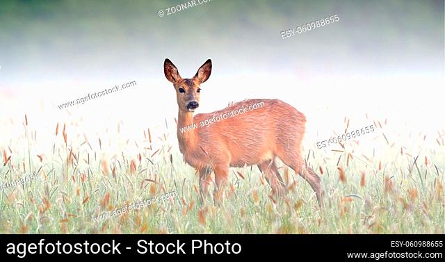 Surprised roe deer, capreolus capreolus, doe staring on meadow in foggy spring nature. Atmosphere of early morning in wilderness with grass wet from dew and...