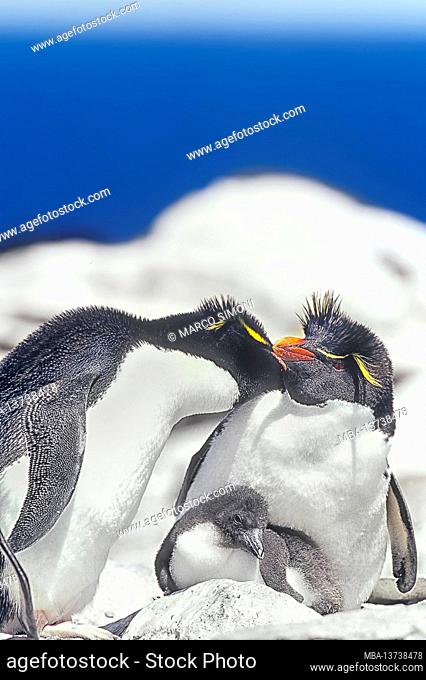 Two adult Rockhopper penguins (Eudyptes chrysocome) taking care of their chick, Sea Lion Island, Falkland Islands, South America